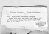 Tulostoma campestre image